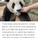 푸바오 사육사님이 푸바오에게 보내는 편지 이미지