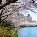 호수 | 잠실 석촌호수 벚꽃 실시간 후기 지금 가도 될까?