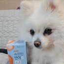 S펫 | 소형견 관절관리 루틴 아큐펫 조인트 속편한 연어 S 솔직 후기