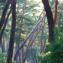 소나무숲 이미지