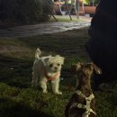 개목욕탕 이미지