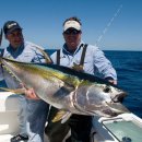 원양참치 이미지