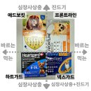 리디아 동물병원 | 강아지 고양이 진드기 예방, 프론트라인 VS 넥스가드 어떤 게 나을까?