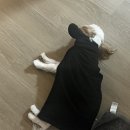 온레스트 그루밍 이미지