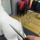 앙볼리 | 스타일리스트3급, 애견미용자격증 취득시 드는 비용, 기간, 필요물품, 나의 총비용은? (벨라루시 수강후기)