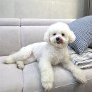 이쁜강아지 | 베베시오 강아지 미스트 솔직후기 | 비숑 털엉킴 정전기 관리 애견미스트