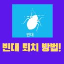빈대약! 방역업체! 진짜 효과 있어?