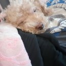 마크로24시 동물병원 이미지