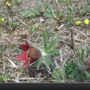 강원도 여행, 자연탐사, 4월 27일 할미꽃, 솜나물꽃 동영상 이미지