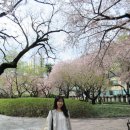 경상감영공원 | 경상감영공원 벚꽃놀이 피크닉 후기, 대구 도심 속 봄 산책 명소