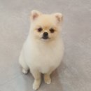 똑똑독 펫살롱 이미지