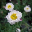 로단테(Rhodanthe) 이미지