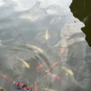 금산재래시장1 | 금산 추부 맛집 ❝장자터가든❞ 솔직후기 🐟