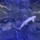 아라마루 카페 이미지