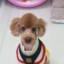 플러스애견미용실 이미지