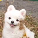 헤임달4/팬티속헐크 이미지