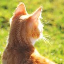 고양이 분양 달타냥 이미지