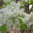 삼화1리 이미지