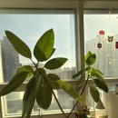 국악 1:1 개인레슨 | 장한평역 필라테스 필라쉼 1:1 개인레슨 체험후기