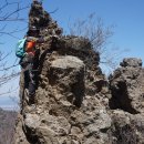 여우와늑대 이미지