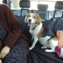 펫어디가 이미지