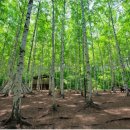 자작나무민박 이미지