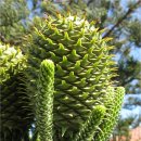 별과 소나무 이미지