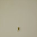 기배기 이미지
