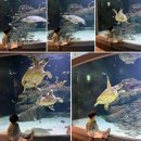 신세계성인오락실 | 대전 신세계 백화점 실내 놀거리 엑스포 아쿠아리움 할인 가오레 오락실 놀이터