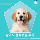 금빛동물수술센터 | 강아지 혈뇨, 결석 수술후기 [올림픽 동물의료센터]