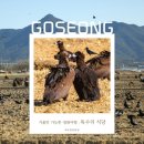 독수리 | 경남 고성 겨울에만 볼 수 있는 야생 독수리 생태체험 후기