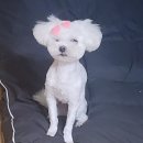 싹독싹독 | 내돈내산) 중랑구 애견미용, 새로 생긴 깔끔하고 친절한 : 싹 DOG