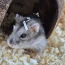 동물보육원 김포지부 이미지