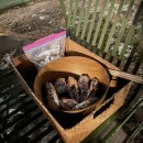 도그하우스 이미지