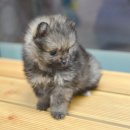 안양펫애견용품할인마트 이미지