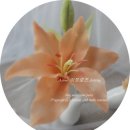 릴리플라워 이미지