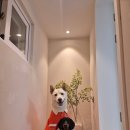 스카이 온수수영장 펜션 이미지