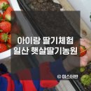 별이네 농원 | 일산 딸기체험 햇살딸기농원 아이랑 가볼만한 곳