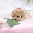 행복한강아지 이미지