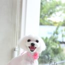 봄봄그루밍샵 이미지