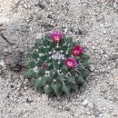 완도 주도 상록수림 | 전남 완도 신흥사 _ 20180428