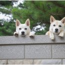 천동물병원 이미지