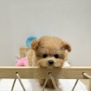 슈퍼바우 이미지