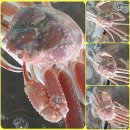 영덕대게 티스토리