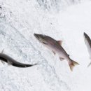 목동연어 이미지