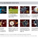오큐피