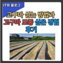 고구마 심는 방법과 고구마 모종 심은 경험 후기