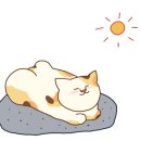 서귀고양이 이미지