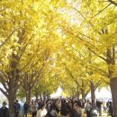 염치읍 은행나무길 이미지