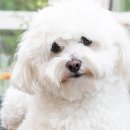 프리제(frise) 이미지